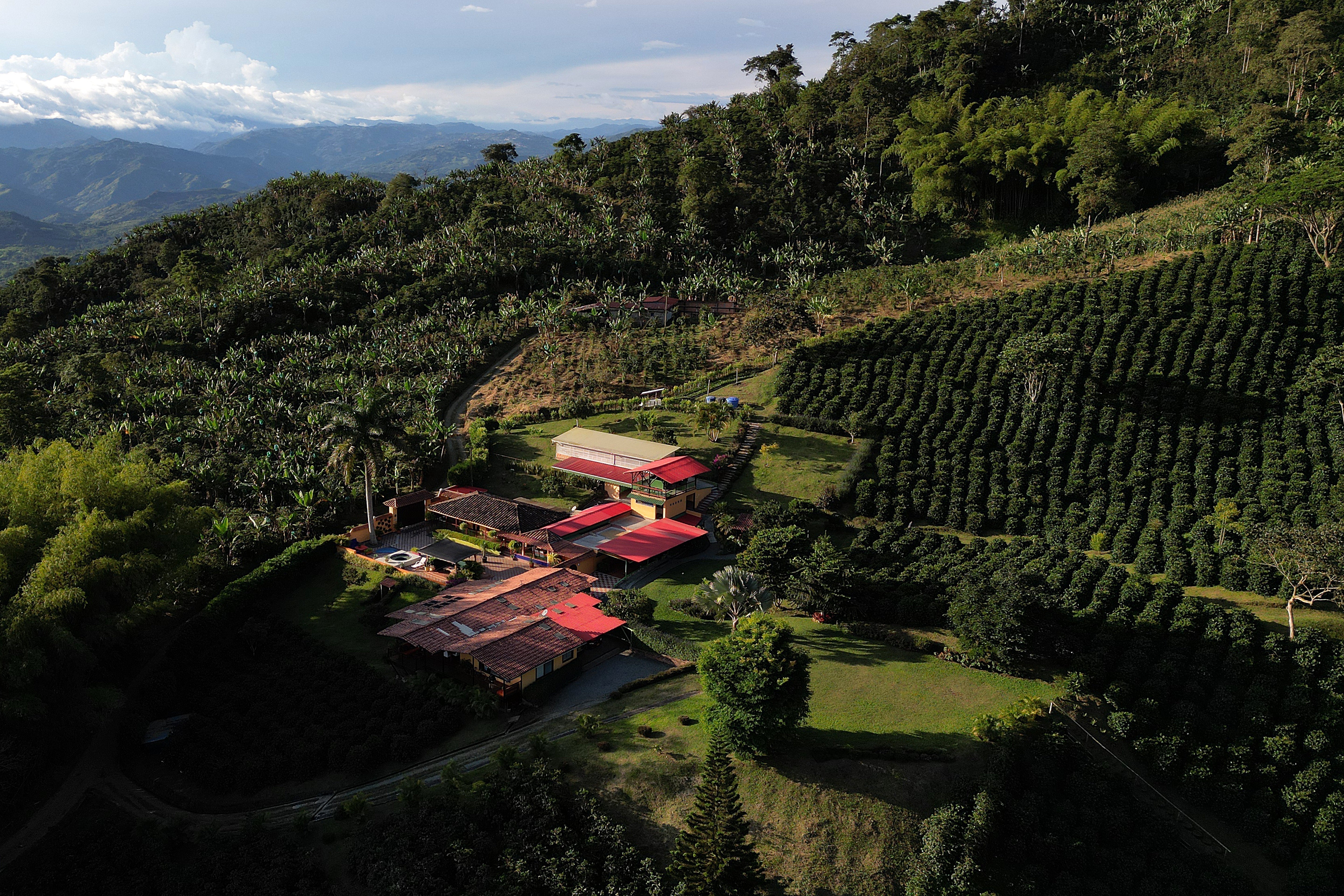 Luftaufnahme der Finca La Primavera, eingebettet in die hügelige Kaffeelandschaft von Caldas, umgeben von dichten Kaffeeplantagen und tropischer Vegetation.