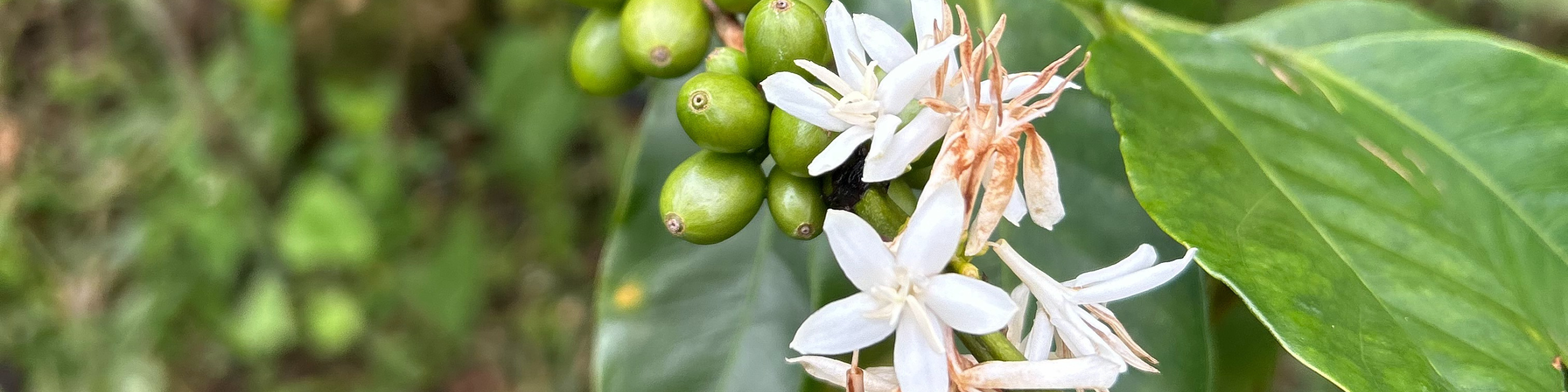 Makroaufnahme von blühenden Kaffeeblüten und unreifen, grünen Kaffeekirschen an einem Zweig der Finca La Amapola in Caldas, Kolumbien.