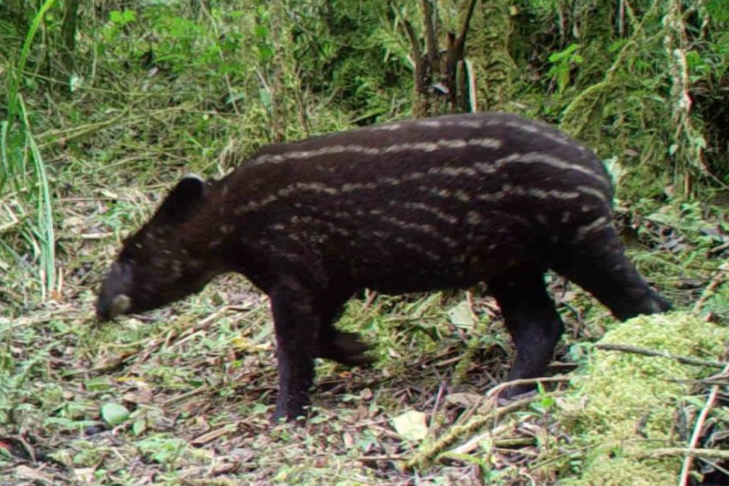 Tapir im Wald
